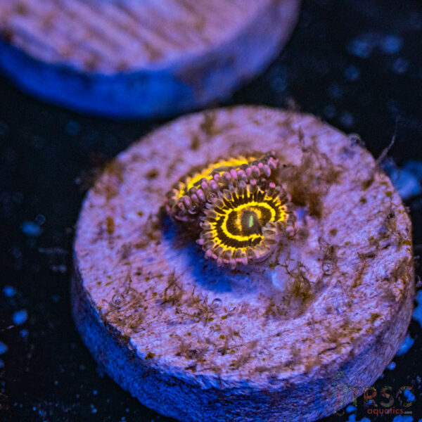 Stratosphere Zoa F16