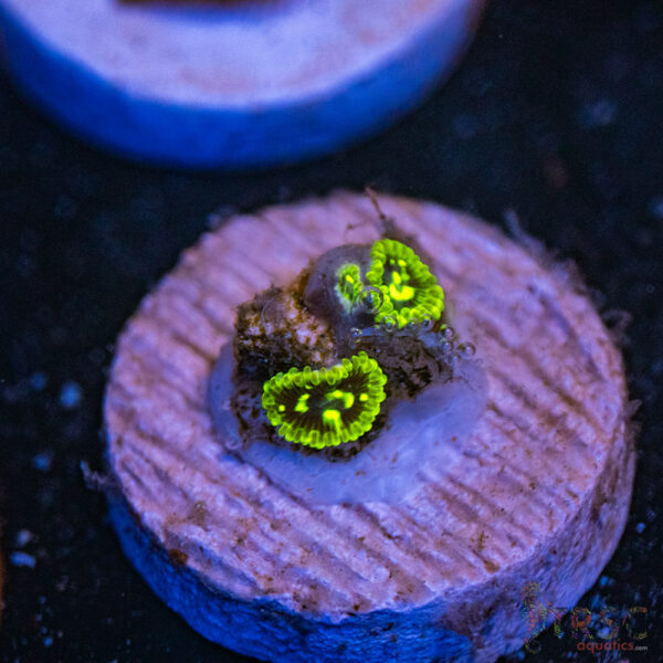 Exosphere Zoa F17
