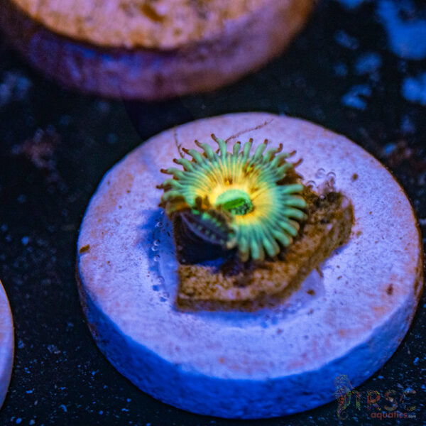 Seduction X Whitewalker Zoa F18