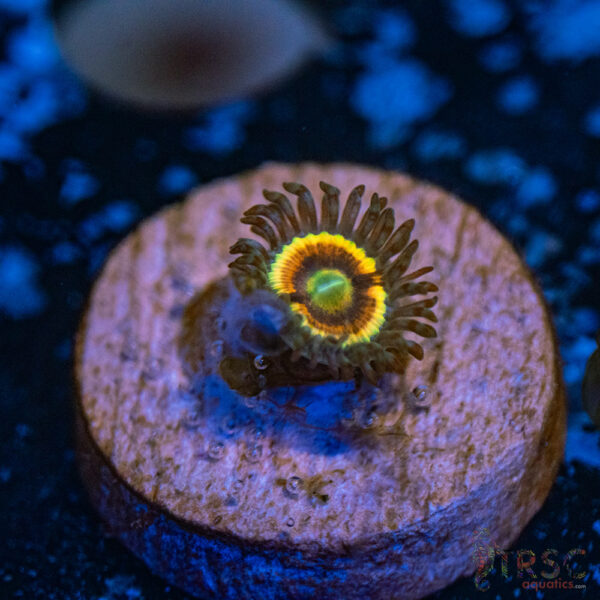 Pink Constellation Zoa F19
