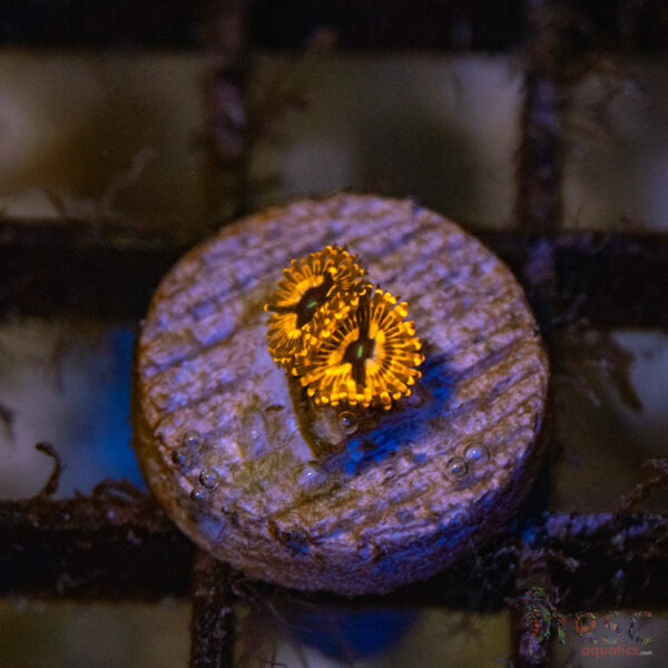 Utter Chaos Zoa G01