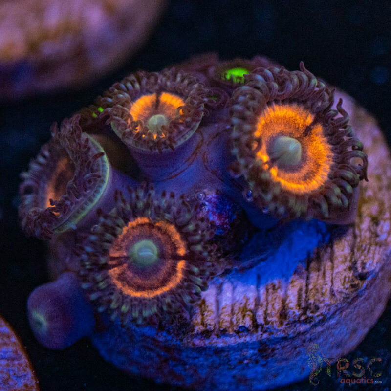 TRSC Aquatics