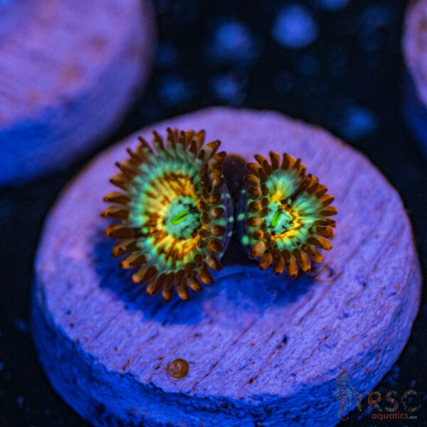 Seduction X Whitewalker Zoa G03