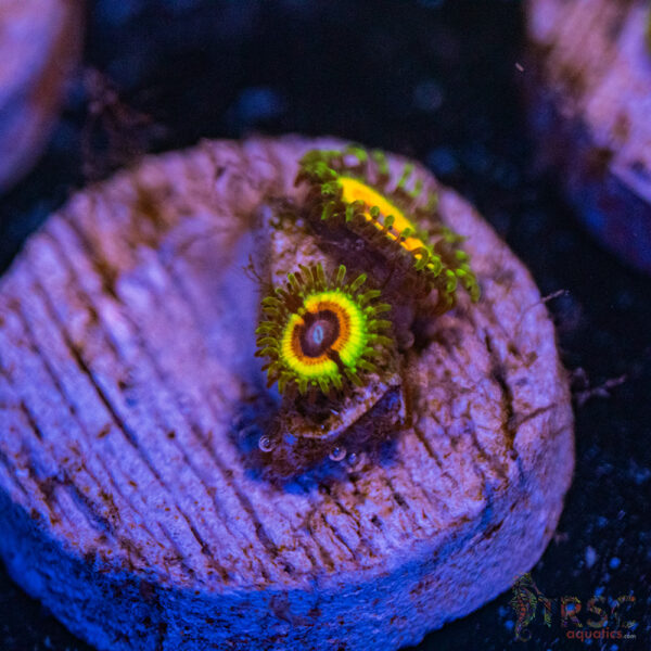Little Shop Of Horror Zoa G04
