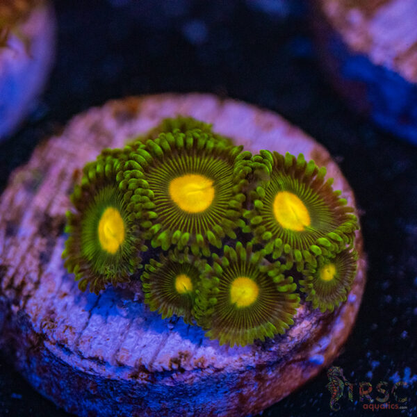 Premium Zoa G05