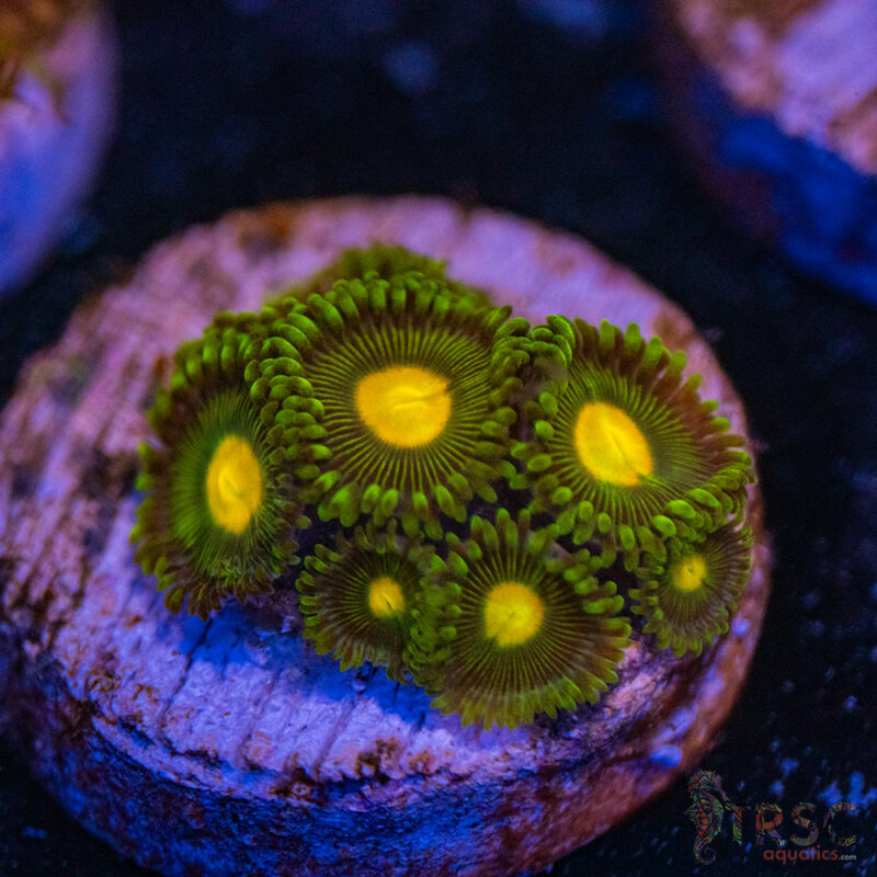 TRSC Aquatics