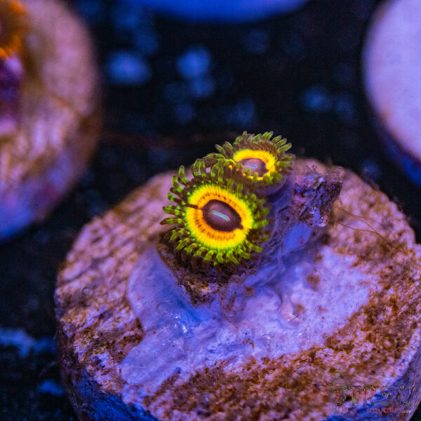 Little Shop Of Horror Zoa G06
