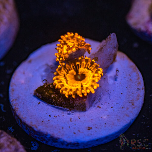 Utter Chaos Zoa G07