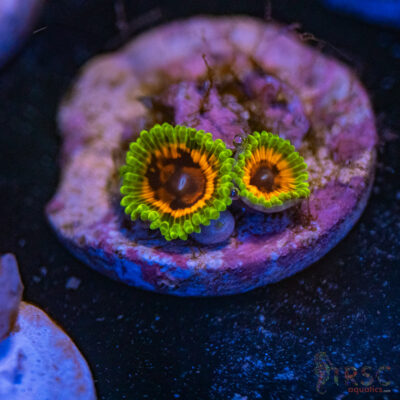 Hallucinations Zoa G08