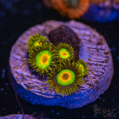 Rasta Zoa G09