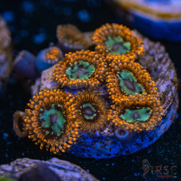 Lava Chaos Zoa G10