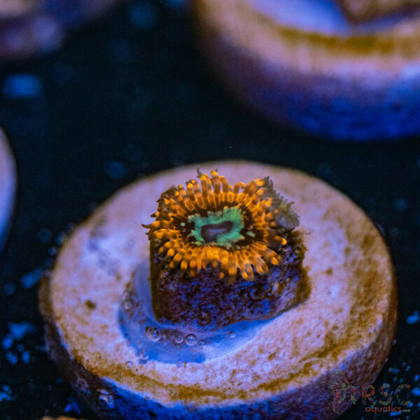 Lava Chaos Zoa G11