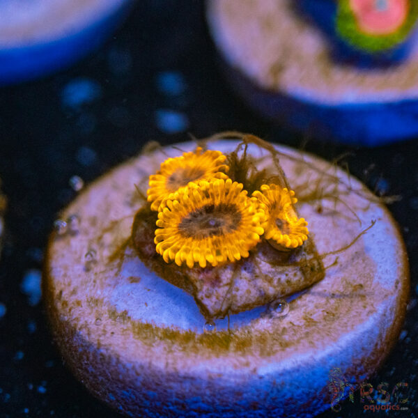 Burning Ember Zoa G12