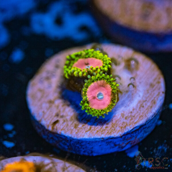 Pink Diamond Zoa G13