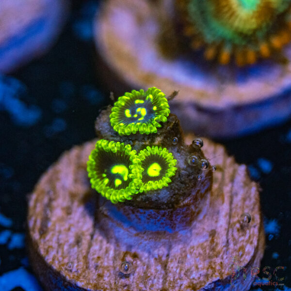 Exosphere Zoa G14