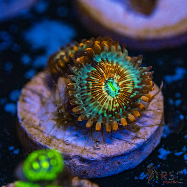 Seduction X Whitewalker Zoa G15