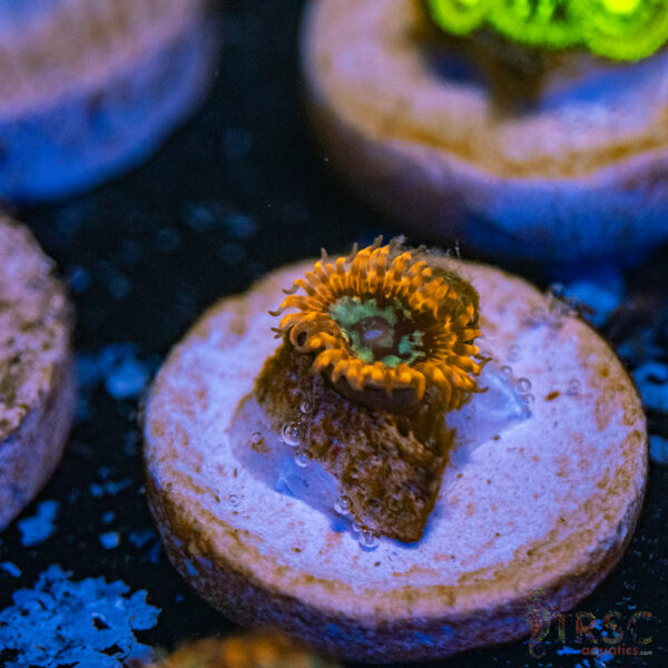 Lava Chaos Zoa G16