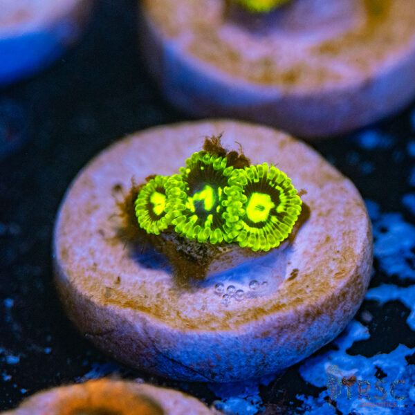 Exosphere Zoa G17