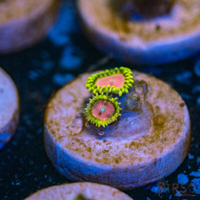 Pink Diamond Zoa G18