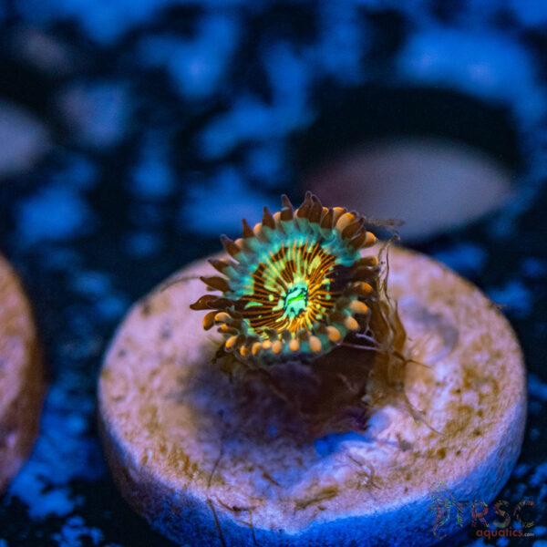 Seduction X Whitewalker Zoa G19