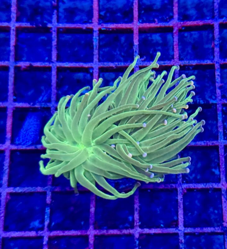 TRSC Aquatics