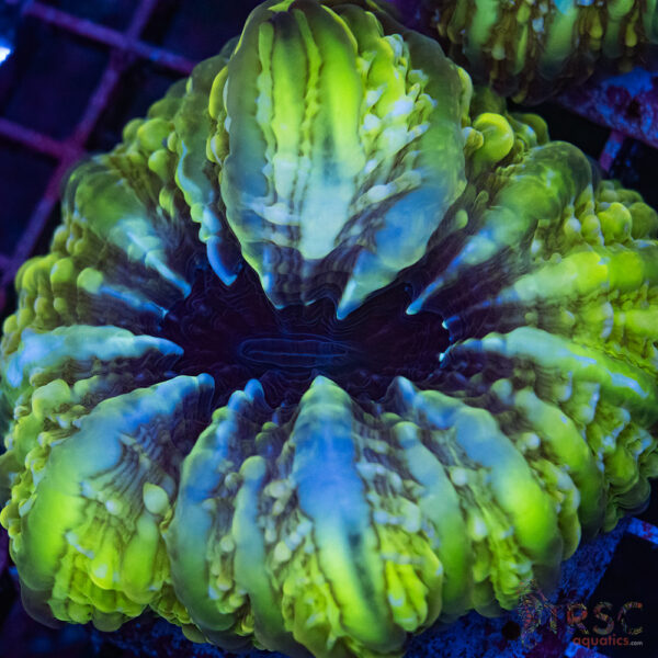 Indo Green Cynarina/Indophyllia A01