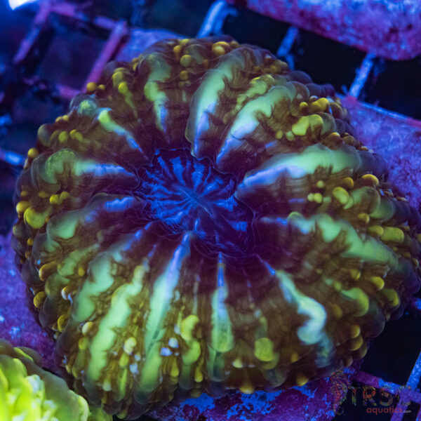 Indo Green Cynarina/Indophyllia A02