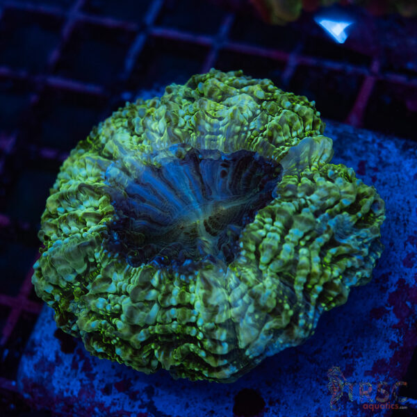 AUS Green Acanthoyphyllia A03