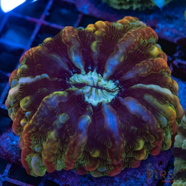 Indo Rainbow Cynarina/Indophyllia A04