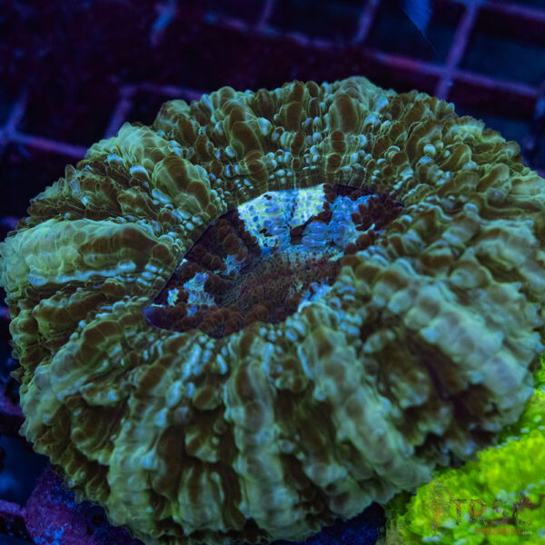 AUS Green Acanthophyllia A05