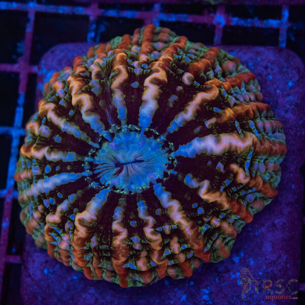 Indo Rainbow Cynarina/Indophyllia B01