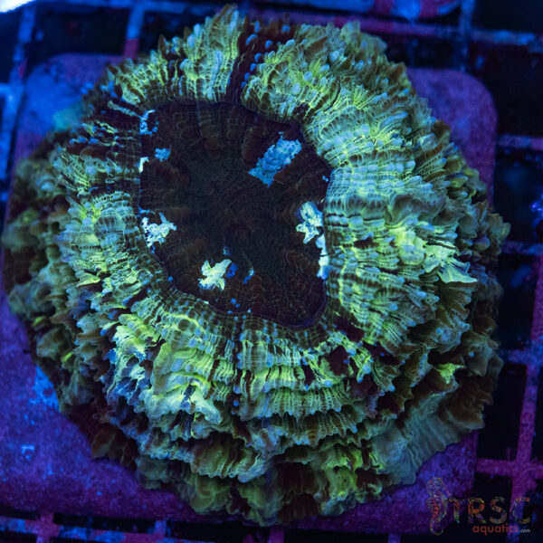 AUS Green Acanthophyllia B02