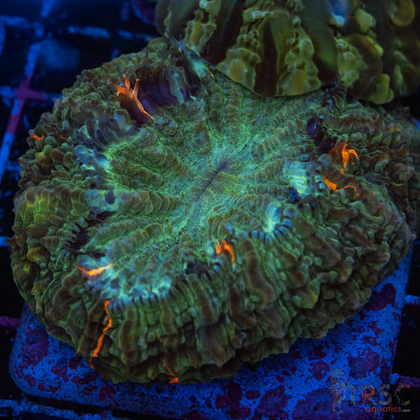 AUS Green Acanthoyphyllia Red/Blue Streaks B03