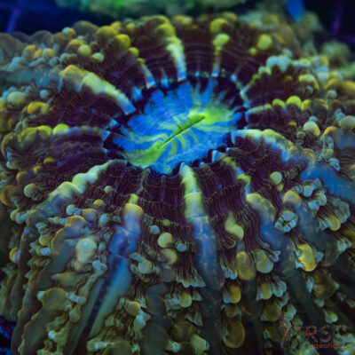 Indo Mottled Gold Cynarina/Indophyllia B04