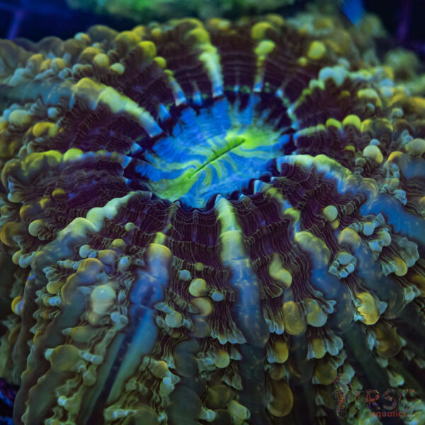 Indo Mottled Gold Cynarina/Indophyllia B04