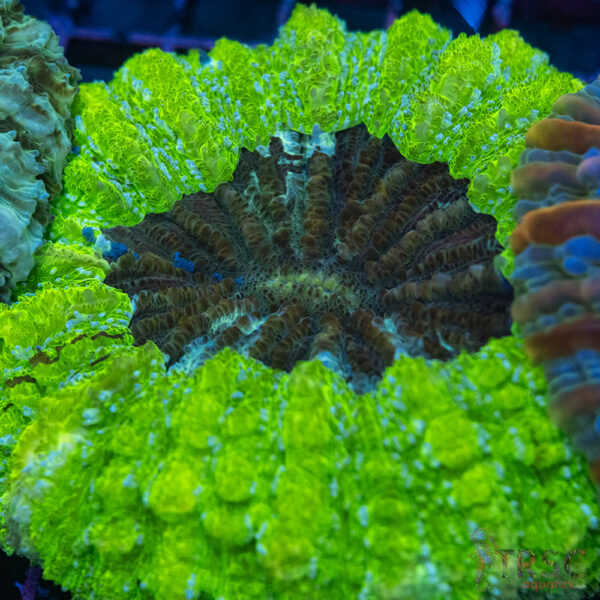 AUS Neon Green Acanthophyllia A05