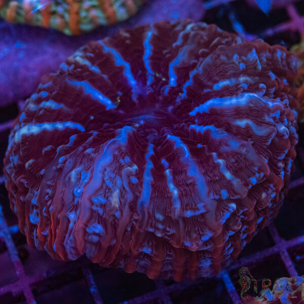Indo Rainbow Cynarina/Indophyllia C01