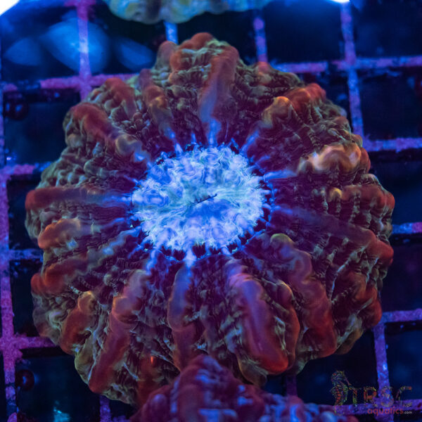 Indo Rainbow Cynarina/Indophyllia C02