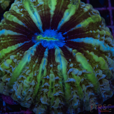Indo Green Cynarina/Indophyllia C03