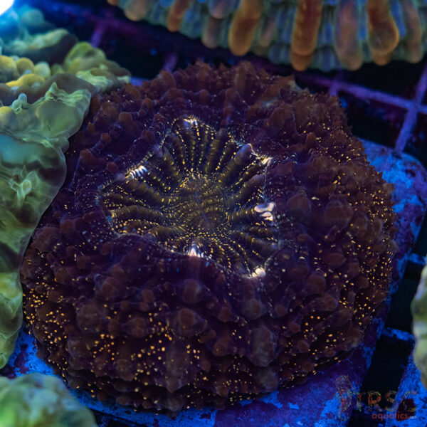 AUS Purple Giltterbomb Acanthophyllia C04