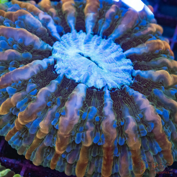Indo Blue Orange Cynarina/Indophyllia C05
