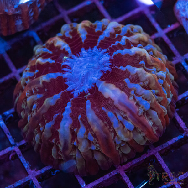 Indo Rainbow Cynarina/Indophyllia D01