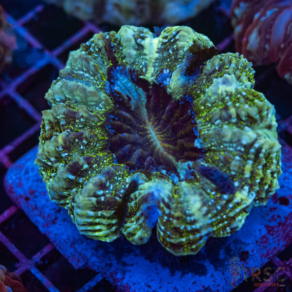 AUS Green Acanthophyllia D02