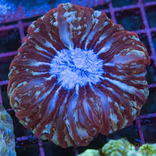 Indo Rainbow Cynarina/Indophyllia D03