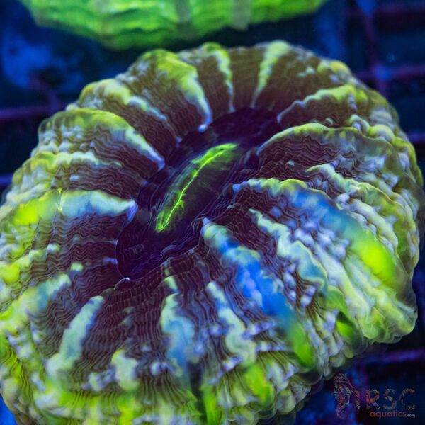 Indo Green Cynarina/Indophyllia D04