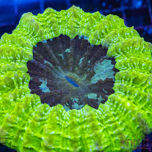AUS Green Acanthophyllia D05
