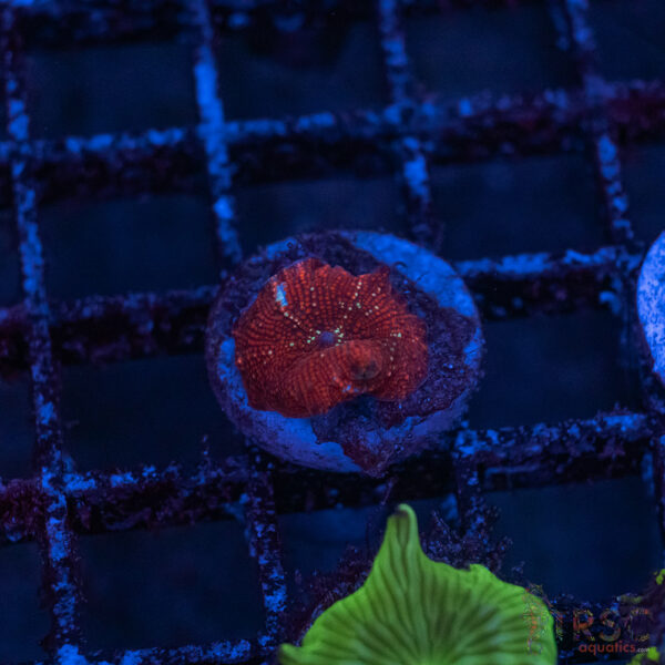 Red Sparkle Mushroom A01