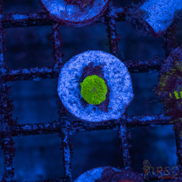 Green Mushroom A02