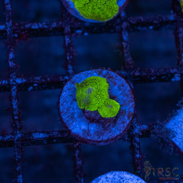 Green Mushroom A03