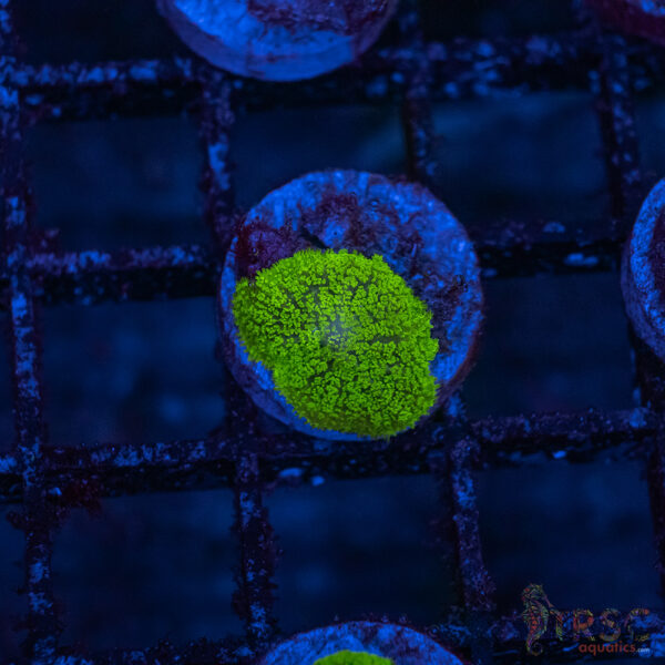 Green Mushroom A04